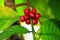 Coffee plant with green and red seeds.