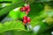 Coffee plant with green and red seeds.