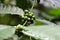 Coffee plant with green seeds.