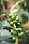 Coffee plant, plantation, green beans
