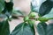 Coffee plant, plantation, green beans on a branch