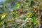 Coffee plant, ripe coffee beans on branch close up, green red unripe coffee grains, selective focus.