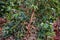 Coffee Ripe Beans Red Green Farm Plantation Plant Trees Nature Landscape In Kiambu County Kenya East Africa
