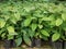 Coffee seedlings plant in a nursery.