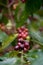 Coffee seeds on shrubs, in a plantation in northern Thailand