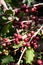 Coffee seeds on shrubs, in a plantation in northern Thailand