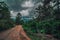 Coffee shrubs in Dominican republic with hill view