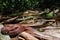 Coffee snake in the rainforest jungle Ninia sabae