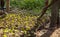 Coffee sprout growing from seedling in plant nurseries in Africa