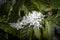 Coffee tree blossom with white color flowers in riny day, with selective focus