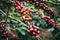 Coffee tree with fresh arabica coffee bean in coffee plantation