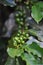 Coffee tree full of green coffee waiting to be picked. Brazil is the largest coffee producer and exporter in the world.