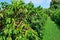 Coffee tree loaded with ripe coffee fruit in Hawaii