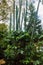 Coffee tree in the middle of cacti and varied tropical vegetation