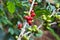 Coffee tree with ripe berries