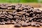 Coffee on wooden background Fresh coffee beans on wood