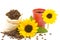 Coffeebeans cup sunflower