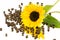 Coffeebeans sunflower mirror 2
