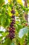 Coffeee berries ripening on the bush