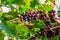 Coffeee berries ripening on the bush