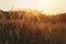 Cogon glass, grass flower or pennisetum with sunrise background. beatiful grass flower on side road at morning  with sunrise.