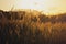 Cogon glass, grass flower or pennisetum with sunrise background. beatiful grass flower on side road at morning  with sunrise.