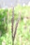 Cogongrass ( Imperata cylindrica ) flowers. Poaceae perennial plants.