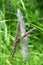 Cogongrass ( Imperata cylindrica ) flowers. Poaceae perennial plants.