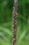 Cogongrass ( Imperata cylindrica ) flowers. Poaceae perennial plants.