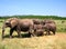 Cohesive elephant, family, Tanzania, Ruaha