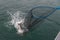 Coho salmon caught in a net in Alaskan river