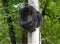 Coiled black wire hangs on a pole in the park
