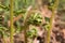 Coiled bracken fern frond, brake fern or eagle fern, Pteridium aquilinum, unfurling in spring, closeup
