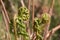 Coiled bracken fern fronds, brake fern or eagle fern, Pteridium aquilinum, unfurling in spring, close-up