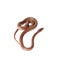 Coiled Cape House Snake on white backgroun