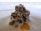 Coiled cast of lugworm on beach