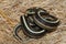 coiled coast garter snake (Thamnophis elegans terrestris)