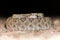 Coiled Diamondback Rattlesnake with Tongue Out