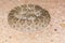 Coiled Diamondback Rattlesnake in Wild