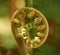 Coiled Fern Frond