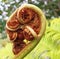 Coiled fern leaf in close up with complex spiral unfolding pattern with bright green background