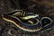 Coiled garter snake