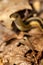 Coiled garter snake looking intently into the camera in Connecticut