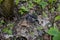 Coiled grass snake on forest floor and dry leaves.