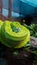 Coiled green snake