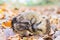 Coiled hedgehog lying and sleeping on leaves in fall