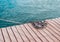 Coiled marine rope on wooden pier