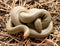 Coiled Northern Rubber Boa Snake