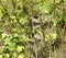 Coiled Rattle Snake Coiled Ready to Strike in Green Undergrowth