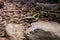 Coiled Red-tailed Boa , Boa constrictor, in captivity